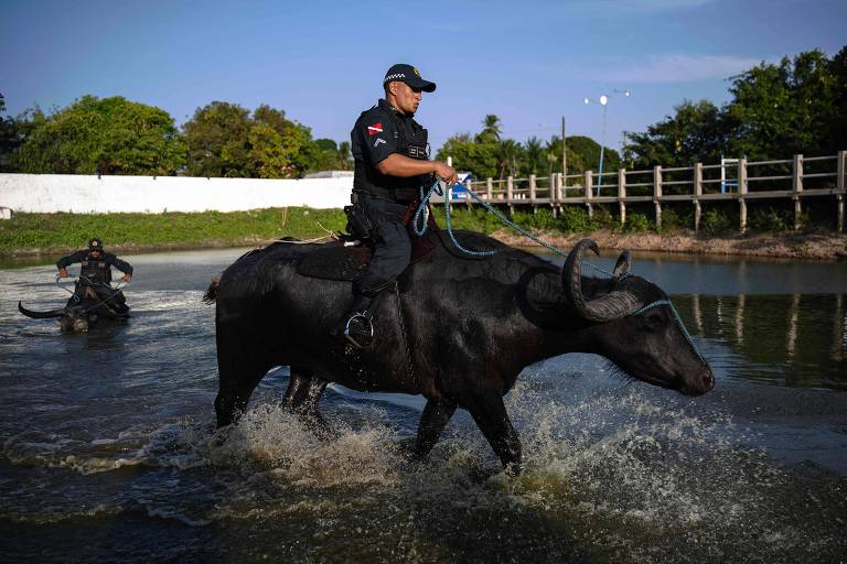 Na Ilha do Marajó, policiais usam búfalos para operações em terrenos alagados