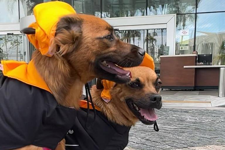 CãoDulas voltam ao Rio Open contra o abandono e por adoção; conheça os pets