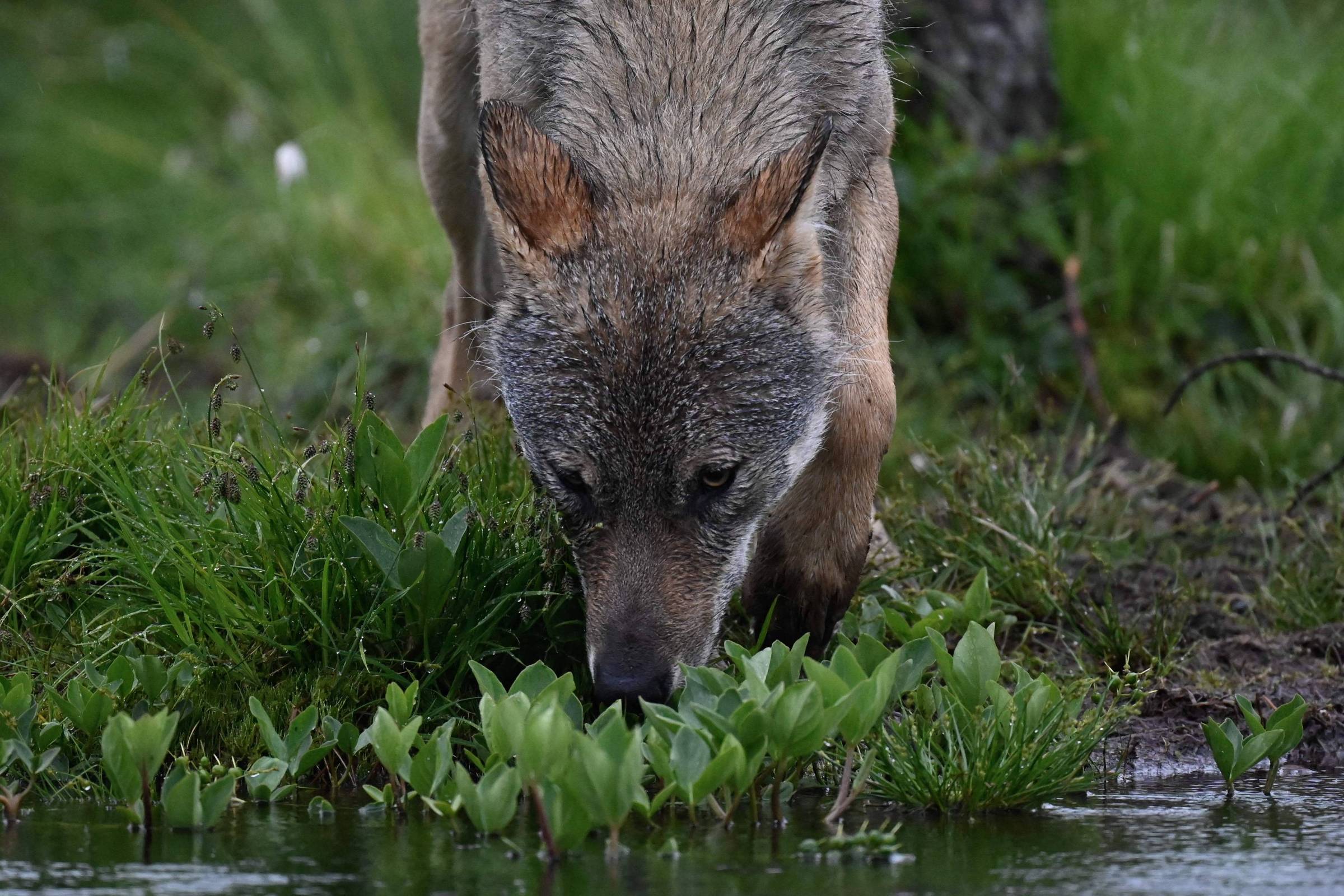 Wissenschaftler verzeichnen längste Wolfsreise in Europa – 19.02.2024 – Wissenschaft