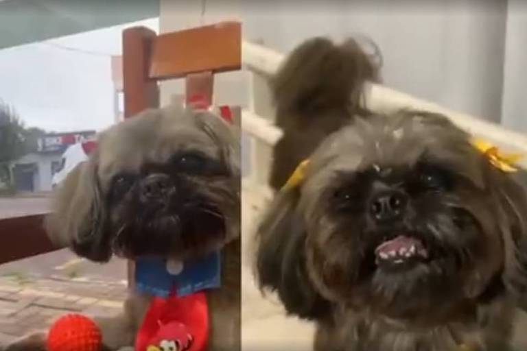 Cachorro tem pelos pintados para esconder cor original após furto em Santa Catarina