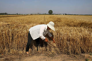 FILE PHOTO: Farmer harvests wheat crop in Wei county of Handan