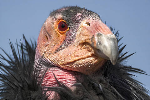 Ñ EMBARGO: NO ELECTRONIC DISTRIBUTION, WEB POSTING OR STREET SALES BEFORE 3:01 A.M. ET ON TUESDAY, FEB. 13, 2024. NO EXCEPTIONS FOR ANY REASONS Ñ A photo provided by the San Diego Zoo Wildlife Alliance shows a California condor. Some female birds, reptiles and other animals can make a baby on their own. But for mammals like us, eggs and sperm need each other. (San Diego Zoo Wildlife Alliance via The New York Times)  Ñ NO SALES; FOR EDITORIAL USE ONLY WITH NYT STORY SLUGGED SCI SOLO REPRODUCTION BY ELIZABETH PRESTON FOR FEB. 13, 2024. ALL OTHER USE PROHIBITED. Ñ ORG XMIT: XNYT0446 DIREITOS RESERVADOS. NÃO PUBLICAR SEM AUTORIZAÇÃO DO DETENTOR DOS DIREITOS AUTORAIS E DE IMAGEM