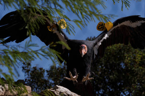 FILE PHOTO: A California Condor named Molloko is seen at the San Diego Zoo Safari Park after scientists at the San Diego Zoo Wildlife Alliance discovered two California condor chicks have hatched from unfertilized eggs, in Escondido, California, U.S., November 2, 2021.  REUTERS/Mike Blake/File Photo ORG XMIT: FW1