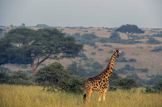 Some conservation biologists argue that giraffes are in great peril, because what looks like one species is actually four. (Arlette Bashizi/The New York Times)