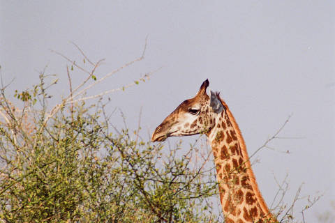 FILE Ñ A giraffe grazes  in South Luangwa National Park in Zambia on Jan. 24, 2023. Some conservation biologists argue that giraffes are in great peril, because what looks like one species is actually four. (Gabe Cohn/The New York Times) ORG XMIT: XNYT0850 DIREITOS RESERVADOS. NÃO PUBLICAR SEM AUTORIZAÇÃO DO DETENTOR DOS DIREITOS AUTORAIS E DE IMAGEM