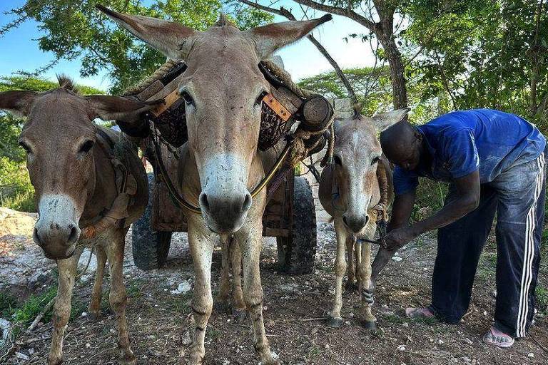 Os milhões de burros mortos todos os anos para produzir remédio tradicional