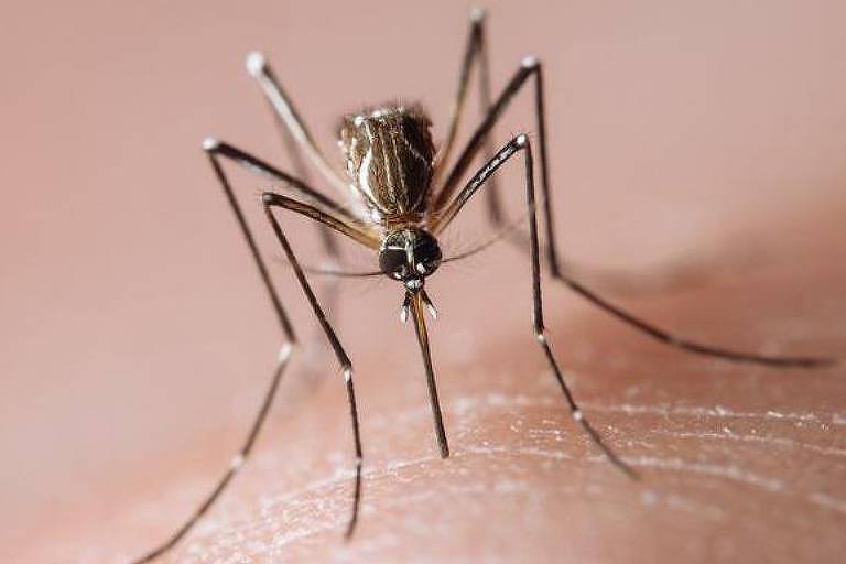 Belo Horizonte vai abrir três hospitais temporários para atender pacientes com dengue