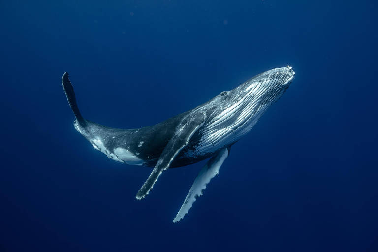 Baleias conseguem cantar devido a 'almofadinha' de gordura na garganta