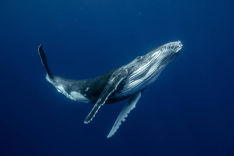 Como as baleias conseguem cantar