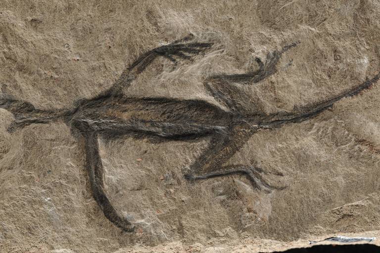 Famoso fóssil de réptil da Itália teve silhueta forjada com tinta, diz estudo