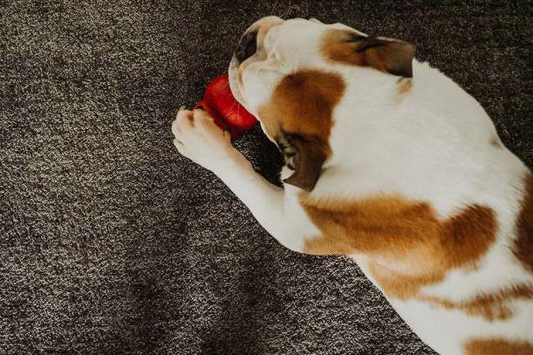 Cachorro branco e caramelo deitado sobre um tapete cinza