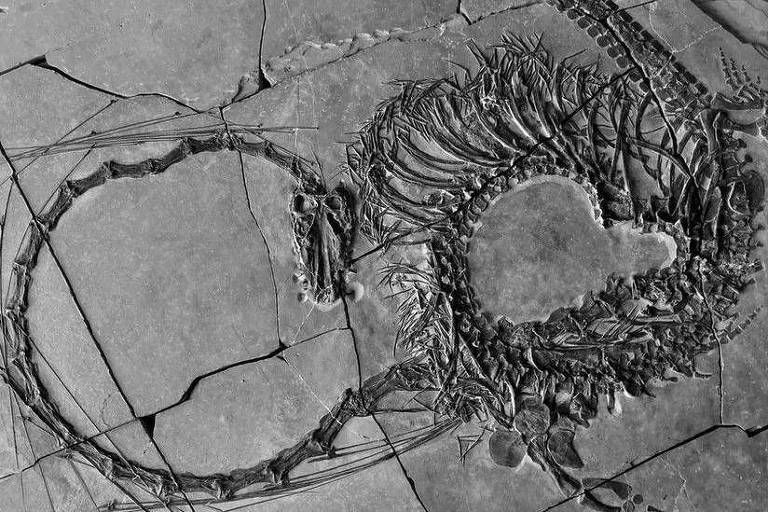 Fóssil revela 'dragão' de 240 milhões de anos