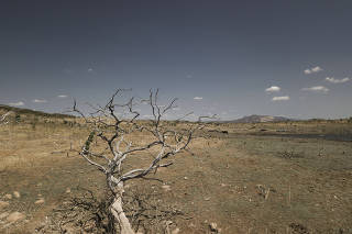Árvore seca no que foi o leito do açude Castanhão