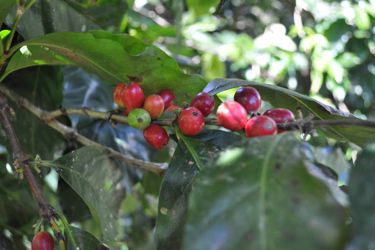 Espressos: Exportadores de café do Brasil tentam lidar com mudanças climáticas