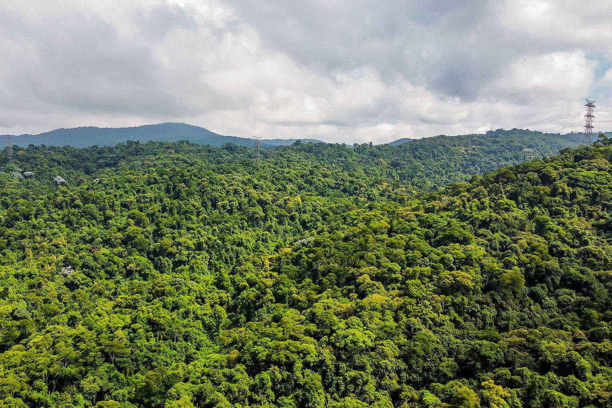 Prefeitura de SP amplia área de preservação ambiental da cidade