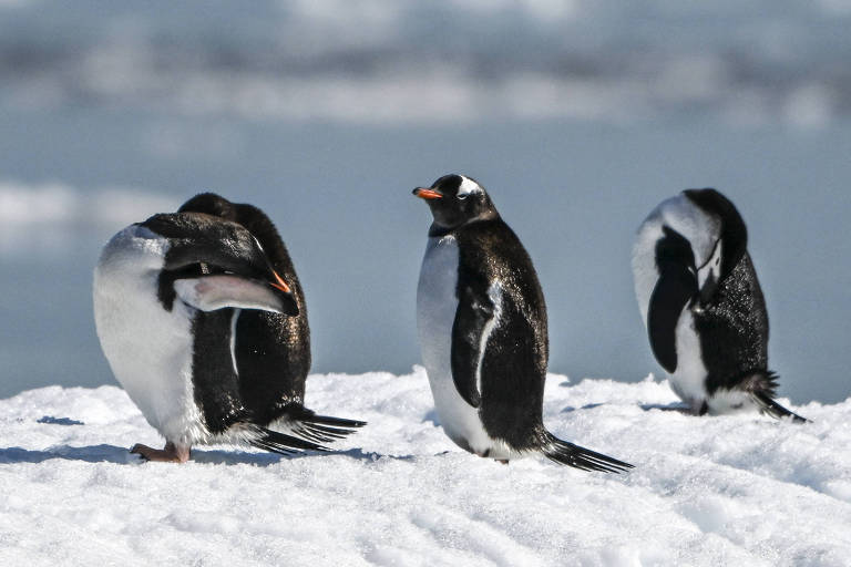Pinguins em solo congelado