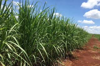 FILE PHOTO: Sugarcane field in development stage is seen at a farm in Jacarezinho