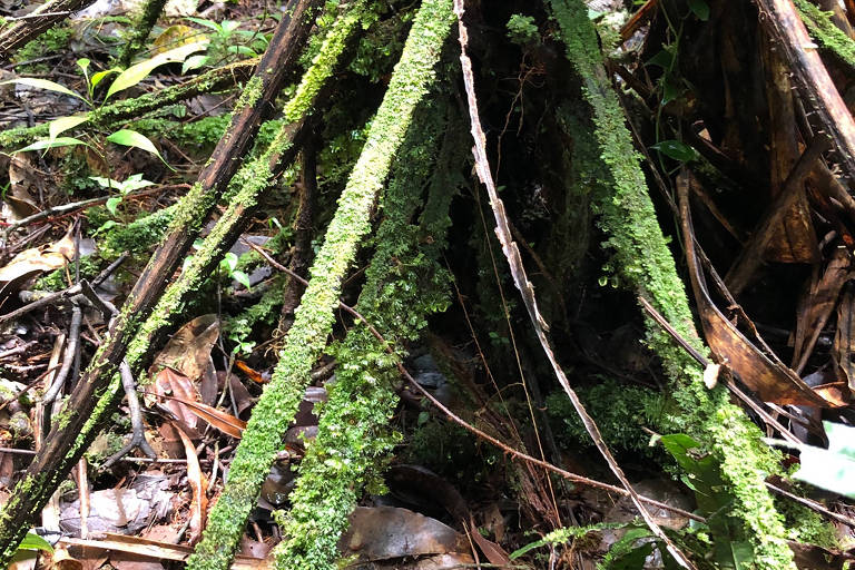 Samambaia 'zumbi' cria raízes incomuns em floresta tropical