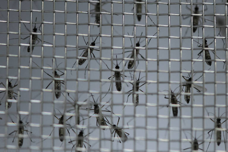 Mosquito do Aedes Aegypti genéticamente modificado na Unicamp, em Campinas