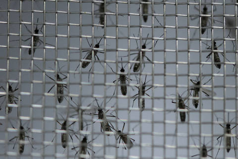 São Paulo decreta estado de emergência para dengue
