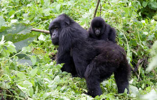 FILE PHOTO: A baby mountain gorilla rides on her mother's back on the slopes of Mount Mikeno in the Virunga National Park, Eastern DRC