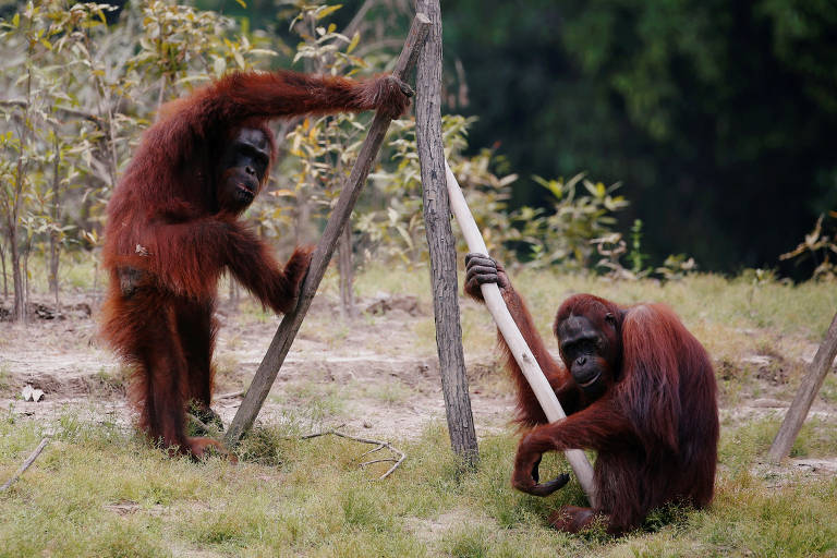 Orangotangos perderam a cauda no processo de evolução