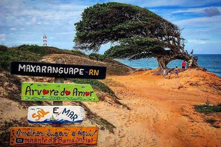 Ponto turístico, 'árvore do amor' tem raízes cortadas em Maxaranguape (RN)