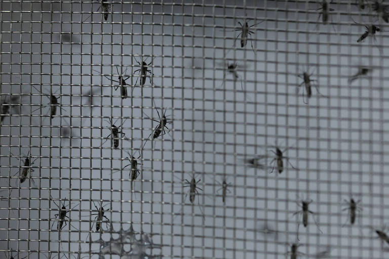 Estado de São Paulo registra 128.437 casos de dengue; 167 são graves