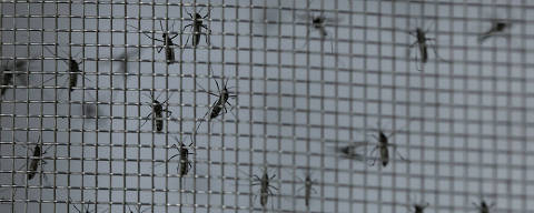 Genetically modified Aedes aegypti mosquitoes are seen inside a cage as part of the project 