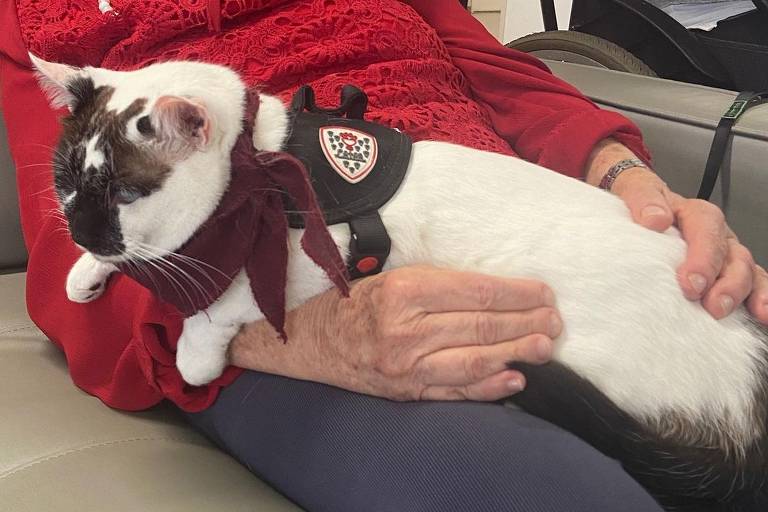 Conheça Órion, gato terapeuta que atende pacientes em hospitais de SP