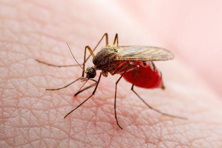Mosquito na pele de um humano