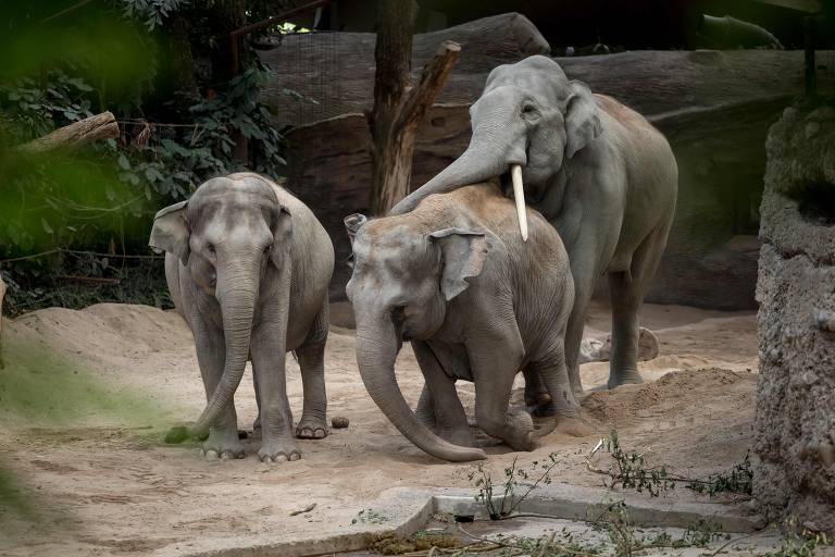 Pesquisadores indianos analisaram o comportamento de elefantes-asiáticos