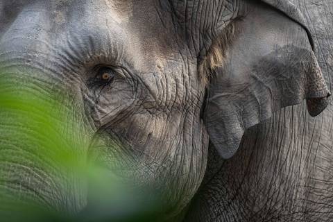 An Asian elephant (Elephas maximus) is seen at Kaeng Krachan elephant park at Zurich zoo on July 27, 2022. - A deadly virus has swept through Zurich's zoo, killing three Asian elephants in a month and leaving experts stumped as to how to stop its spread. The zoo overlooking Switzerland's largest city now has only five of the majestic creatures roaming its 11,000-square-metre (118,400-square-foot) elephant enclosure. (Photo by Fabrice COFFRINI / AFP)
