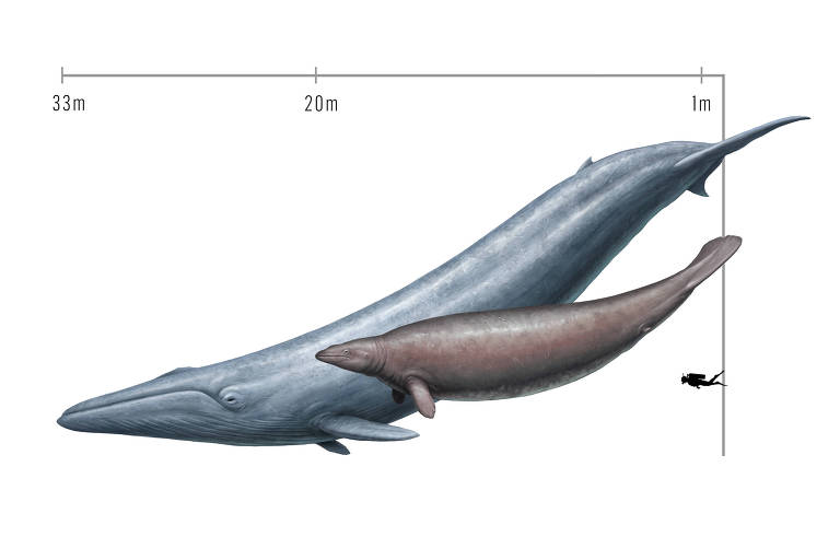 Ilustração com comparativo de tamanho entre baleias e humano