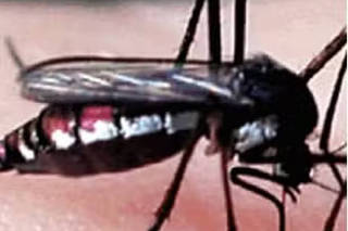 Mosquito Culicoides paraenses