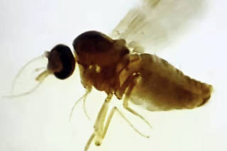  Mosquito Culicoides paraenses
