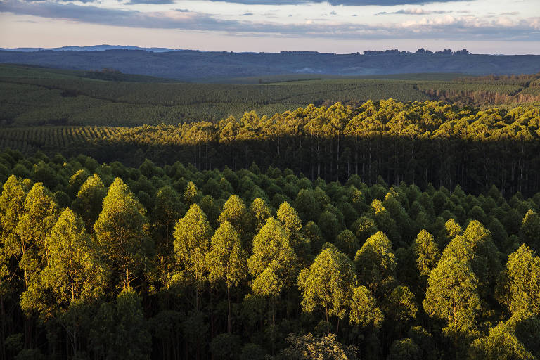 Imagem aérea de plantação de eucalipto