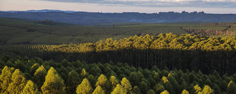 TELEMACO BORBA, PR, BRASIL, 08.02.2021: Plantação de eucaliptos formando mosaico florestal da Klabin no Paraná. (Foto: Eduardo Knapp/Folhapress)