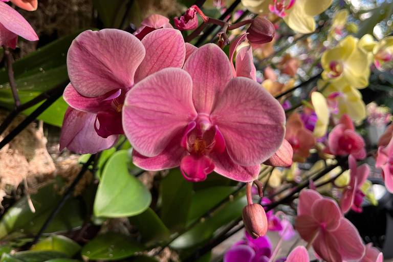 As orquídeas formam uma vasta família, mais de 25 mil espécies já foram descritas
