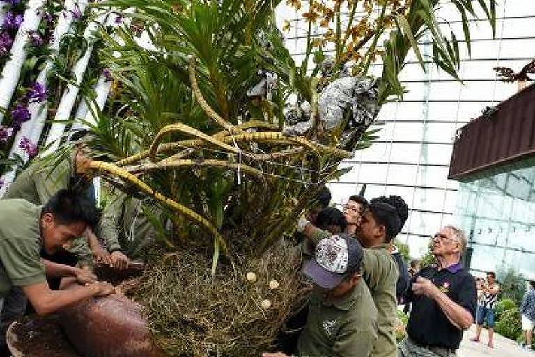 Pessoas carregando uma orquídea-tigre