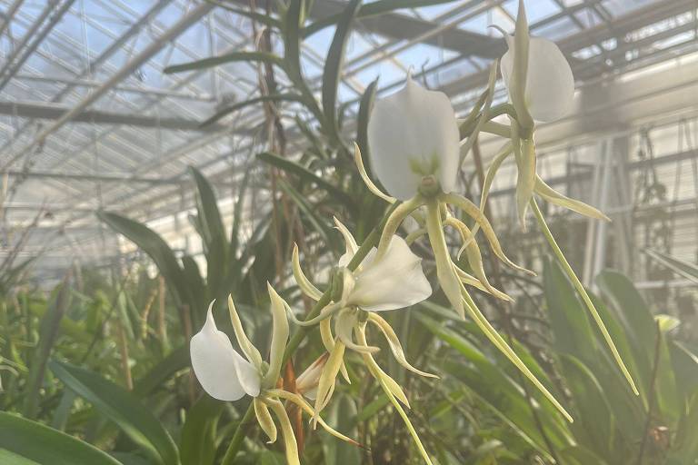 A orquídea-estrela possui um tubo comprido embaixo da flor que ajudou Darwin a entender a evolução de diferentes espécies
