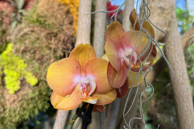 Mais da metade das orquídeas são classificadas como plantas epífitas e usam as árvores apenas como apoio
