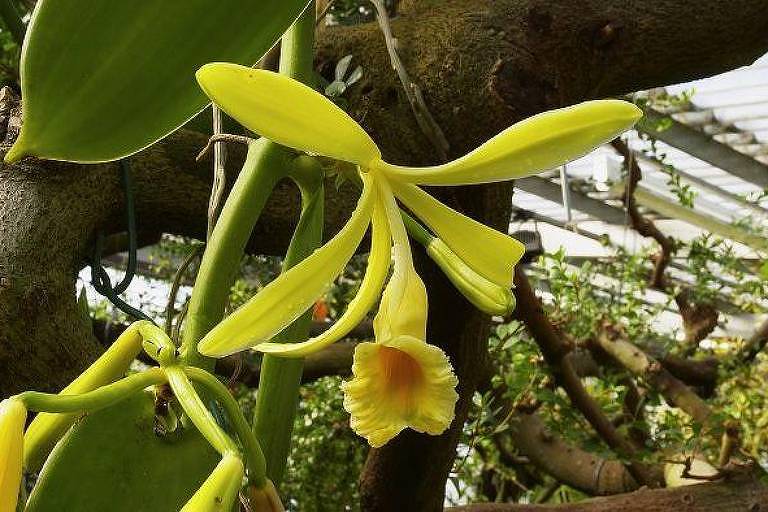 A baunilha, um dos condimentos mais caros do mundo, é extraída a partir de uma planta da família das orquídeas