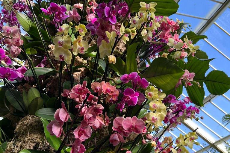 As orquídeas são extremamente sensíveis à degradação ambiental
