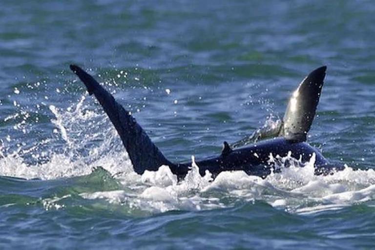 Orca devora tubarão-branco em ataque 'surpreendente'