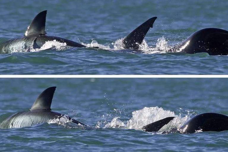A orca solitária (vista à direita na imagem) 'despedaçou' o tubarão em menos de dois minutos
