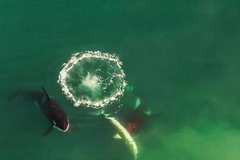 Em 2022, cientistas registraram imagens aéreas de orcas trabalhando em conjunto para caçar tubarões-brancos