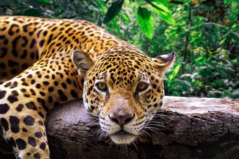 Guarda-parques usam ferramentas digitais para combater a caça de animais selvagens em vários países da América Latina
