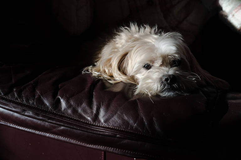 Fotografia de um cão de pelagem branca deitado em uma almofada preta