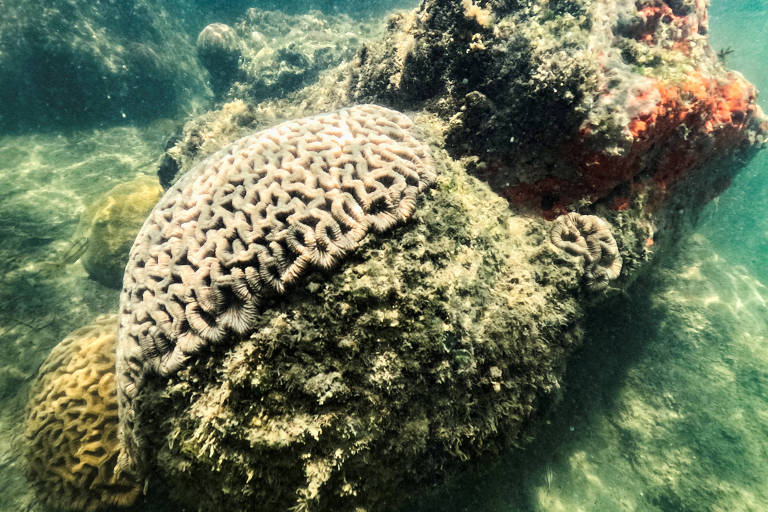 Foto submarina de coral-cérebro